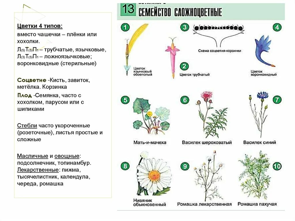 Ботаника строение растений. Схемы растения ЕГЭ биология. Строение цветка ЕГЭ биология. Тип соцветия ромашки аптечной схема.