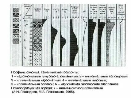 Генетический горизонт