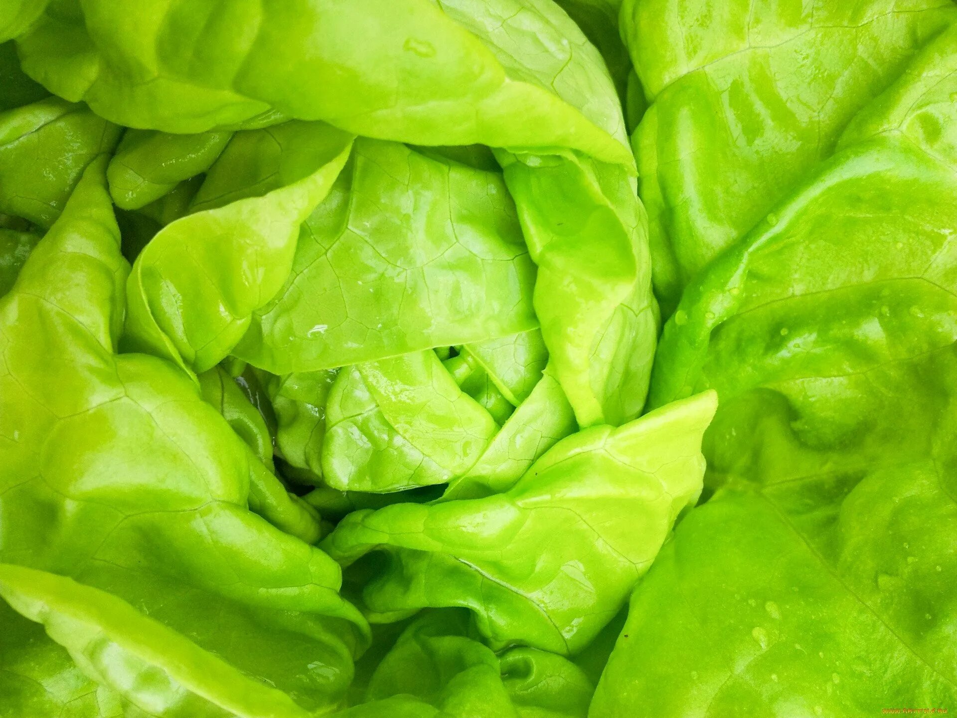 Зеленый пенистый. Зелень для салатов. Зеленый салат. Лист салата красивое. Зеленые овощи.