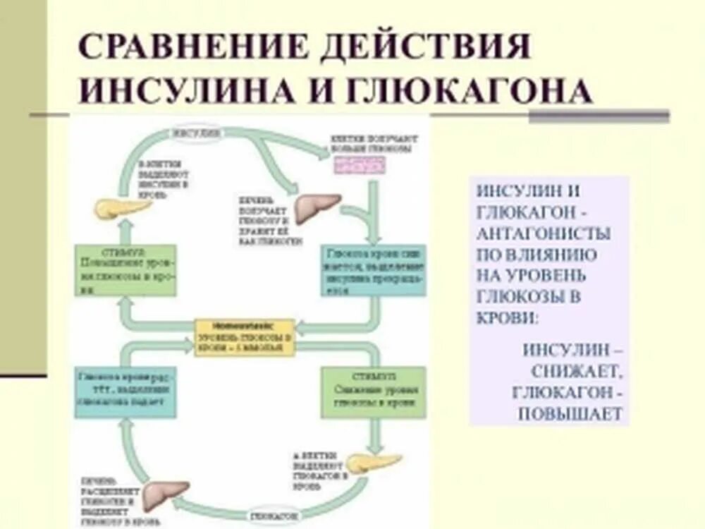 Соматотропин поджелудочной железы. Механизм действия гормонов поджелудочной железы. Схема действия соматотропного гормона и инсулина. Гормональная регуляция концентрации Глюкозы в крови биохимия. Гормоны поджелудочной железы и их роль в регуляции обмена веществ.