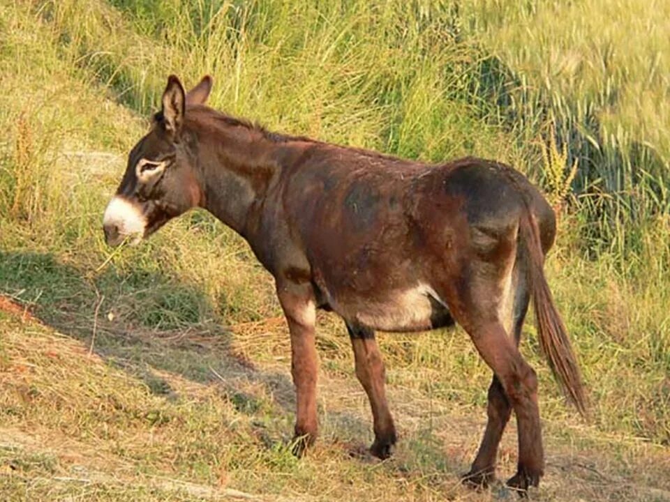 лошак скрещивание. лошак – гибрид ослицы и коня. лошак это помесь. жеребец и ослица. жеребец и ослица.