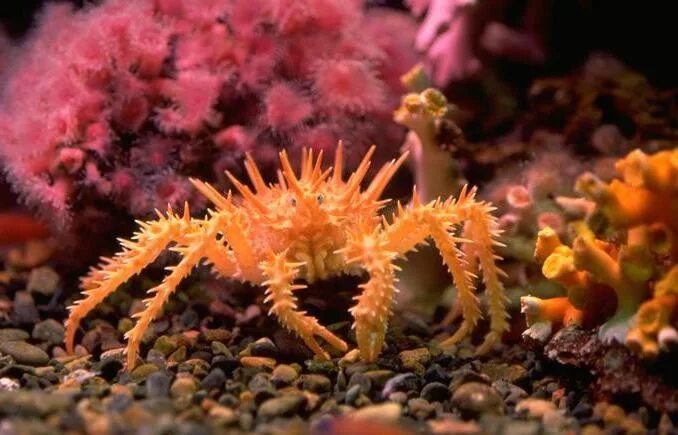Группа морских организмов на дне океана. Бентос морская звезда. .Бентос бентос обитатели. Бентос в океане. Краб бентос.