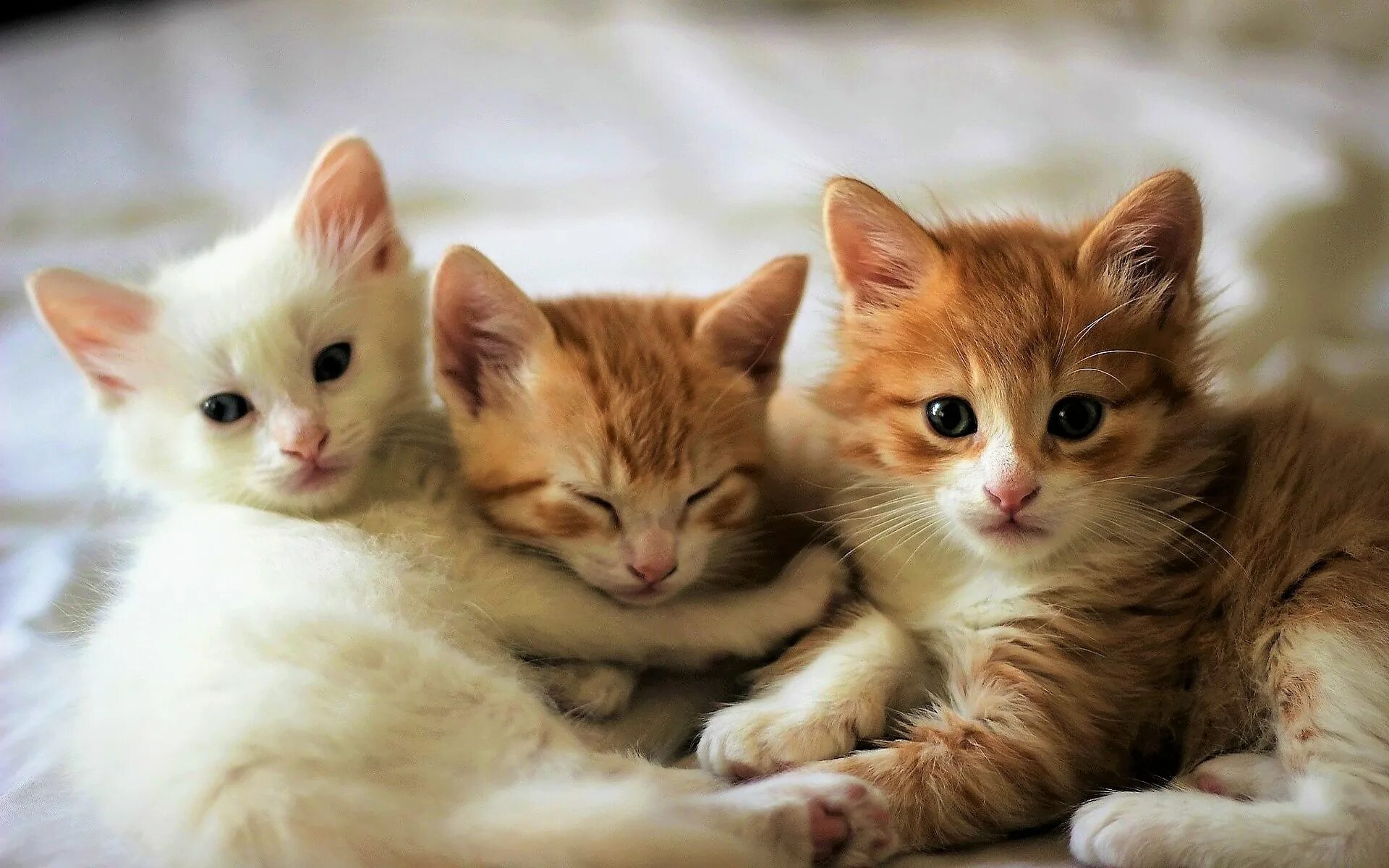 Сестренка кошка. Красивые котята. Три котенка. Рыжий котёнок. Три кошки.