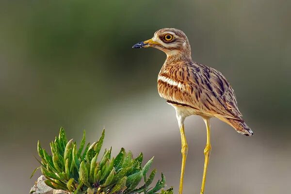 Авдотка, пучеглаз (Burhinus oedicnemus) Птицы