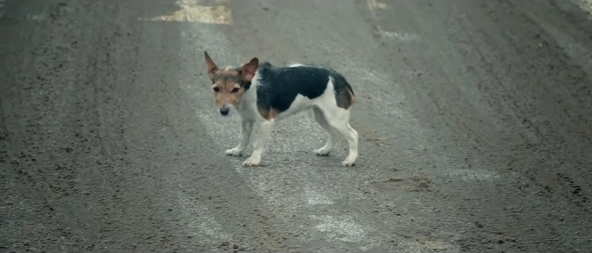 Собачий день 2015. Собачий день 2015. Собачий день 2015. Собачий день 2015. Собачий день короткометражка.