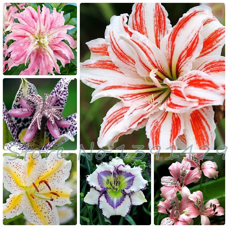 Pin on Flowers
