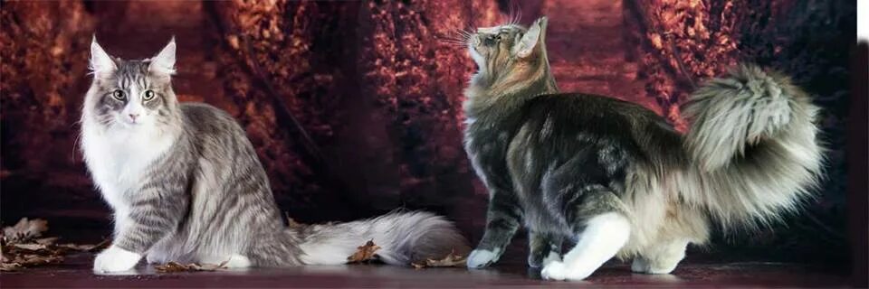 Норвежская лесная кошка питомник. Норвежская лесная питомник. Норвежский лесной кот питомник рыжий. Норвежский лесной кот купить в москве. Норвежская лесная питомник.