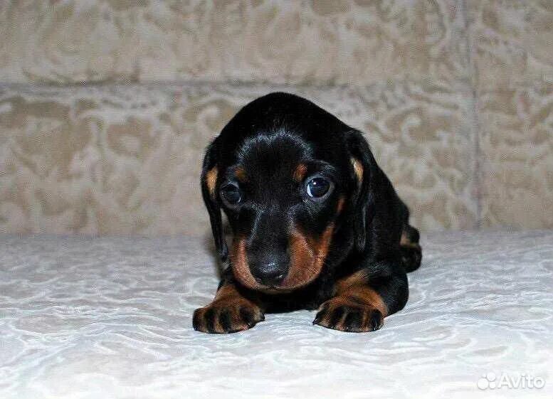 Щенок таксы 2. Щенки таксы в 3 месяца. 5 месяца. Щенок таксы 3 месяца. Щенка таксы за 5000 рублей.