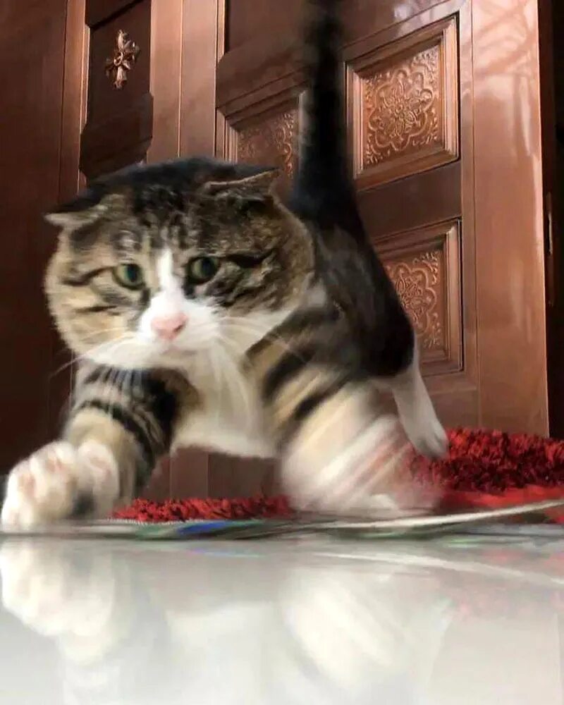 Кот эх. Самый эмоциональный кот. драматичный кот. кот ай фей король драмы. кот айфей.