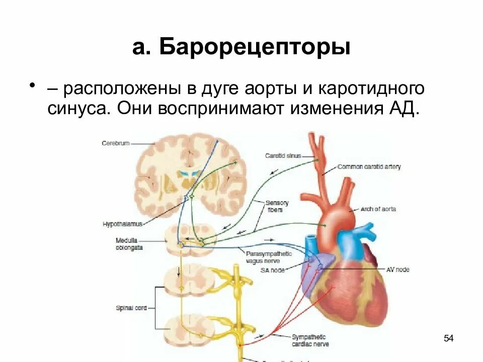 Барорецепторный рефлекс схема. Барорецепторный рефлекс регуляции ад. Барорецепторный рефлекс физиология. Барорецепторные рефлексы регуляции артериального давления. Где расположен центр регуляции кровяного давления