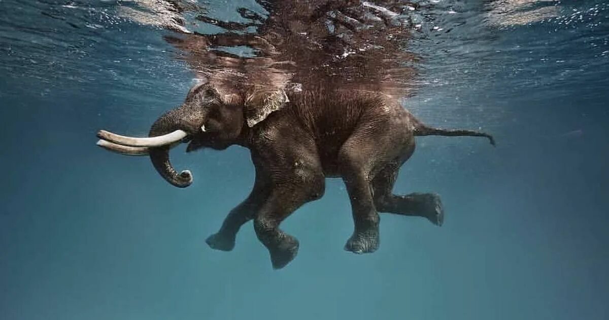 Elephant swim. Слон плывет. Слоны плавают. Умеет ли слон плавать. Слон в воде.