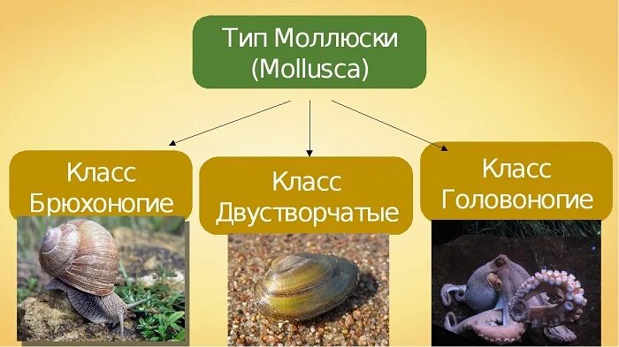 Брюхоногие и двустворчатые моллюски. Тип моллюски классы. Тип моллюски представители. Брюхоногие двустворчатые головоногие.