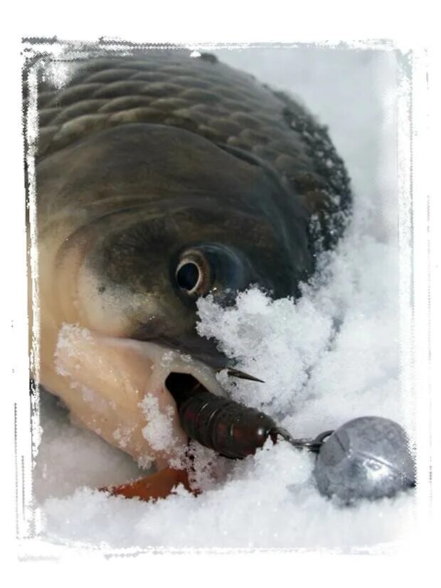 Зимняя ловля карася. Ловля карася зимой. Зимняя рыбалка на карася. Карась на льду. Рыбалка на карася зимой.