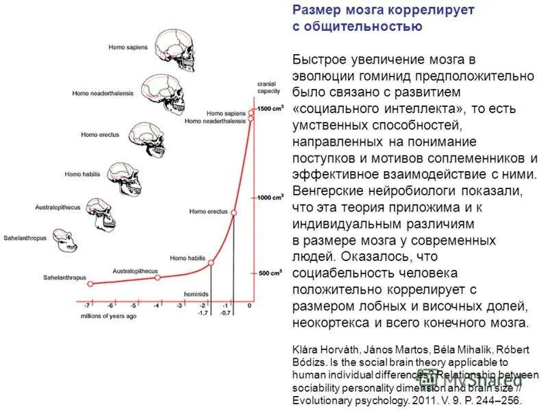 Объем головного мозга. Этапы развития человека и объем мозга. развитие мозга в эволюции человека. изменение объема мозга человека эволюция. объем мозга человека график.