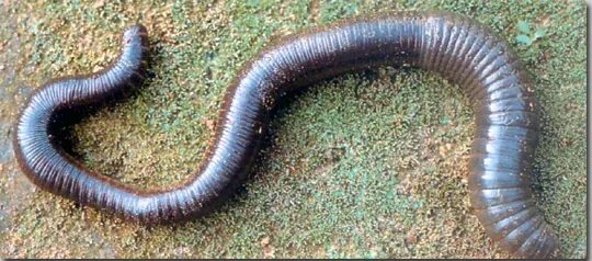 Самой большой червь. Выползок червь гигантский. Австралийский гигантский дождевой червь. Австралийский Земляной червь. Гигантский австралийский дождевой червь (Megascolides Australis).