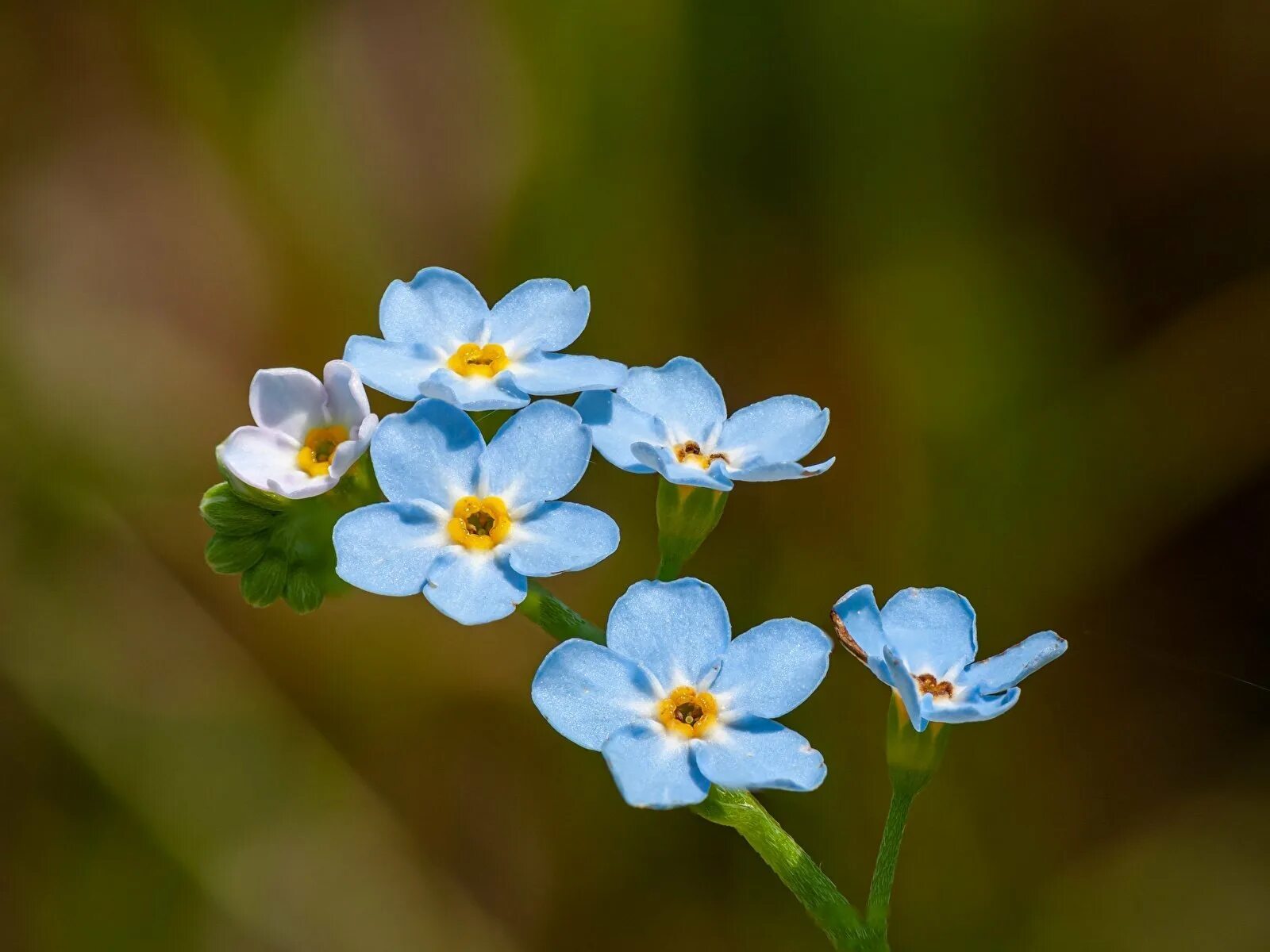 Незабудка мелкоцветковая. Незабудка мелкоцветковая (Myosotis micrantha).. Незабудка Чекановского. Незабудка Чекановского Myosotis czekanowskii. Цвет лютика и незабудки