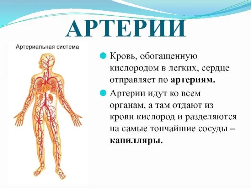 Где происходит обогащение крови кислородом. Вены большого круга кровообращения презентация. Кровь обогащается кислородом в. Артерии и вены большого круга кровообращения презентация. От легких по сосудам течет кровь насыщенная