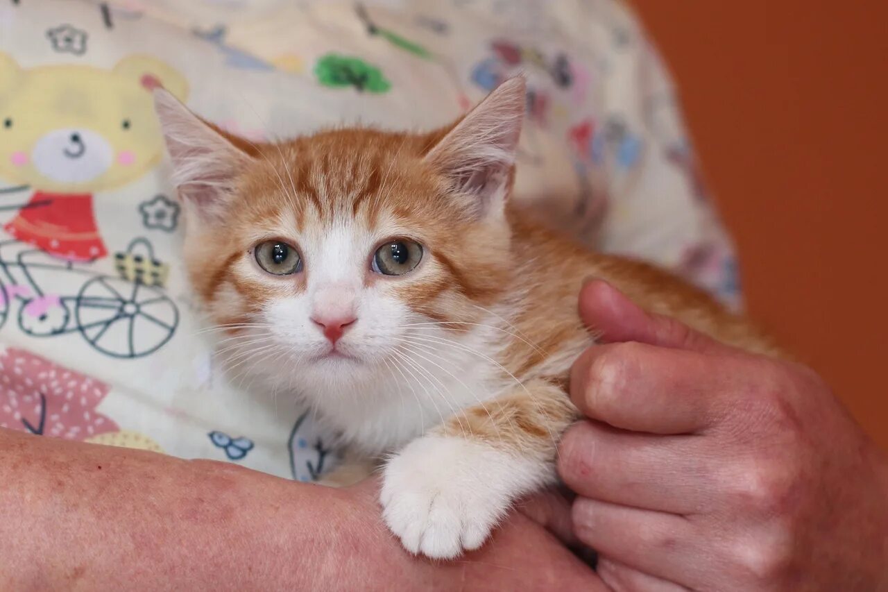 Рыжие котята из приюта. Рыжий котёнок. Рыжий кот ключевой поселок. Кошка рыжая в приюте. Рыжий котенок дворовый.