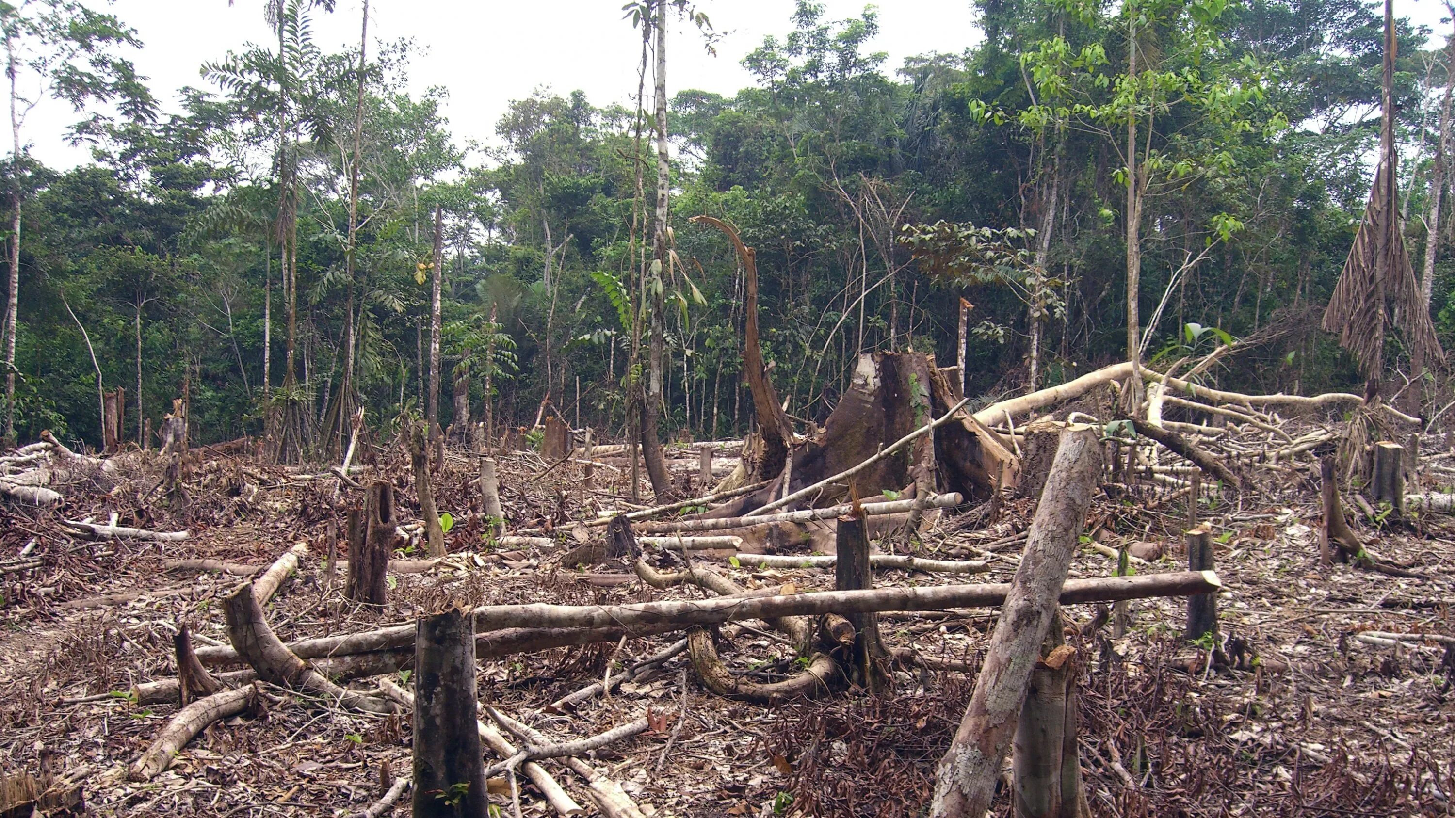 Cut down forest. Обезлесение тропических лесов. Обезлесение тропических лесов Африки. Вырубка тропических лесов Амазонии. Обезлесение Перу.