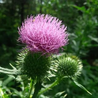 Scotland plants