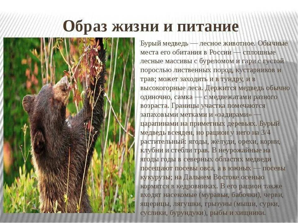 Содержание медведя. Образ жизни бурого медведя. описание жизни медведя. бурый медведь описание. образ жизни животных.