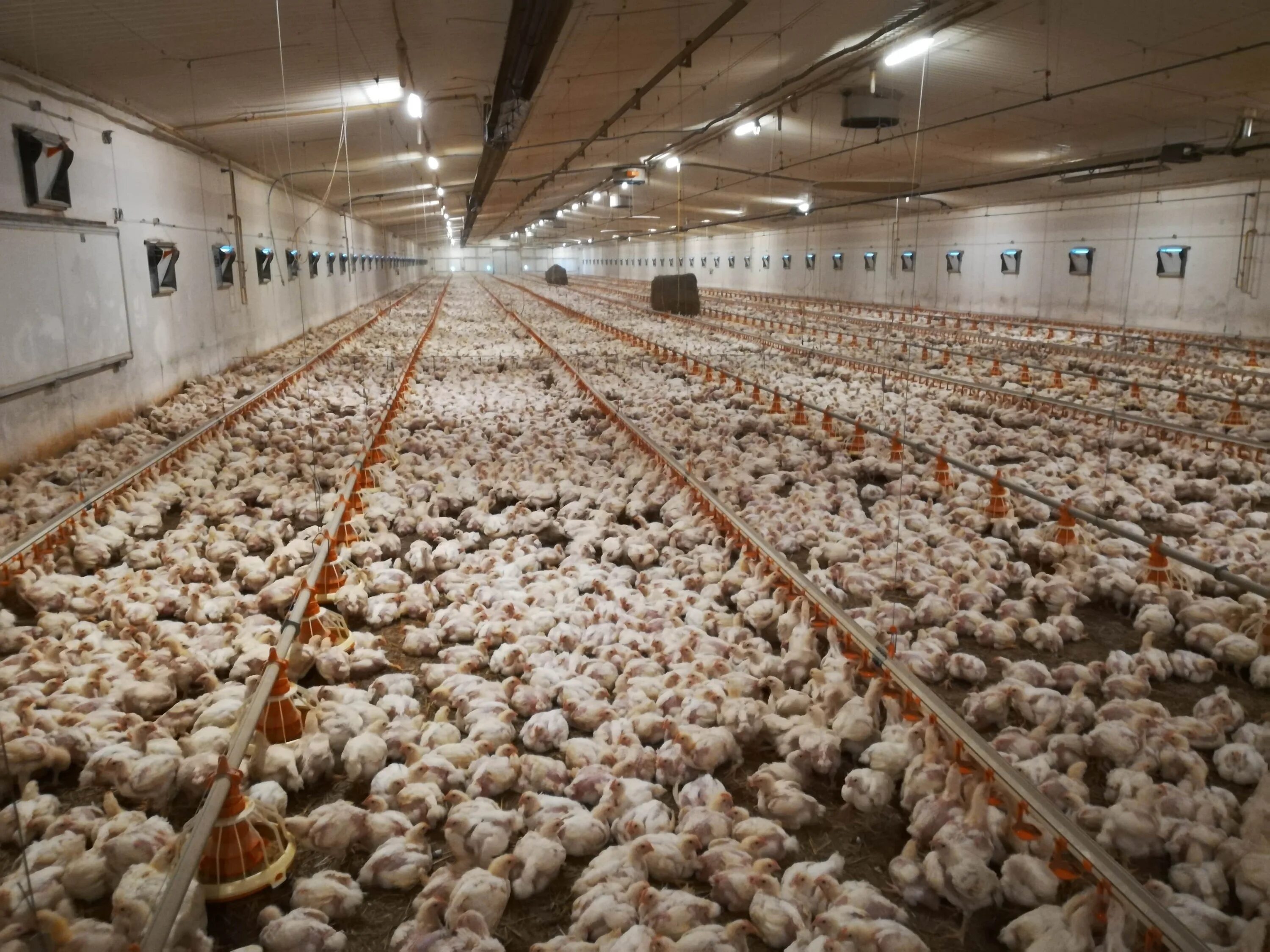 Птицеферма. Птицеферма николаевка. Мини птицеферма. На птицеферму привезли. Сельское хозяйство птицеводство.