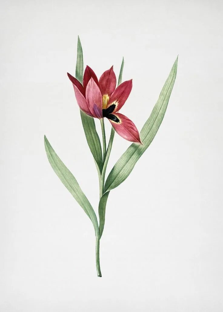Пьер-Жозеф редуте тюльпаны. Tulipa agenensis тюльпаны. Тюльпан Ботанический атлас. Ботанический атлас редуте. Тюльпан ботаника