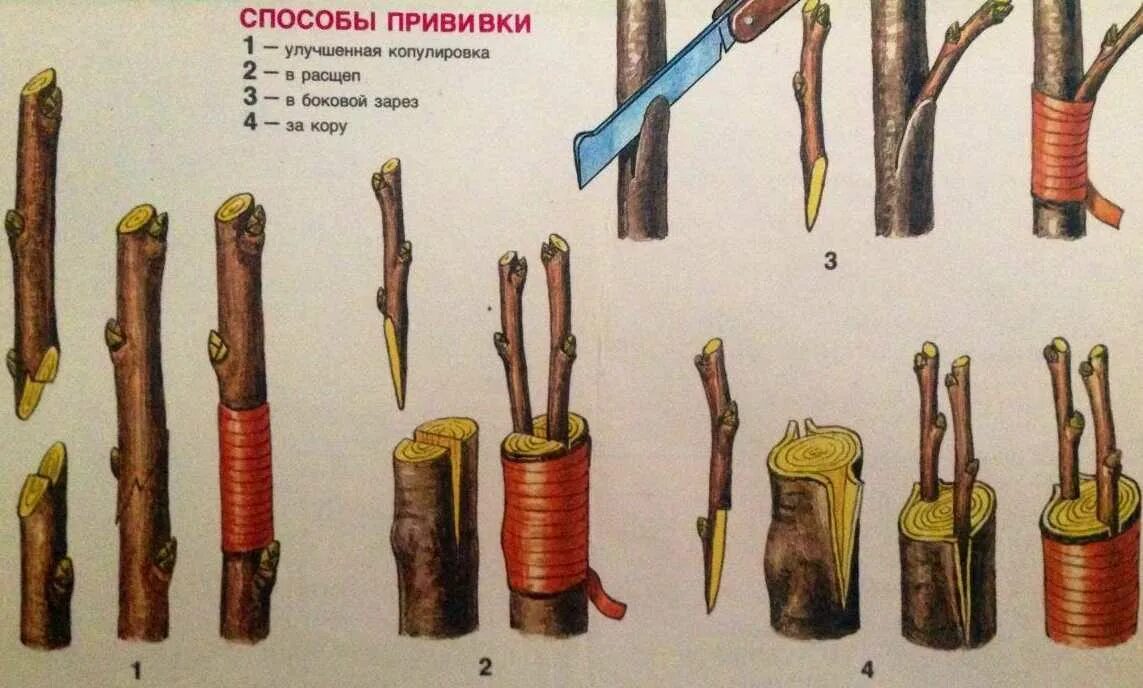 Прививки деревьев весной своими руками. Улучшенная копулировка винограда. Прививка винограда в боковой зарез. Улучшенная копулировка яблони. Летняя окулировка.