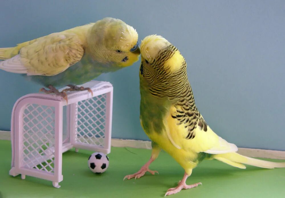 Попугаи волнистые попугайчики. Волнистый попугай смешной. Игрушки для волнистых попугайчиков. Красивые домашние попугаи.