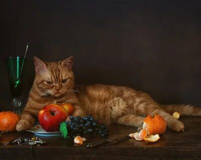 Cat piece fruits