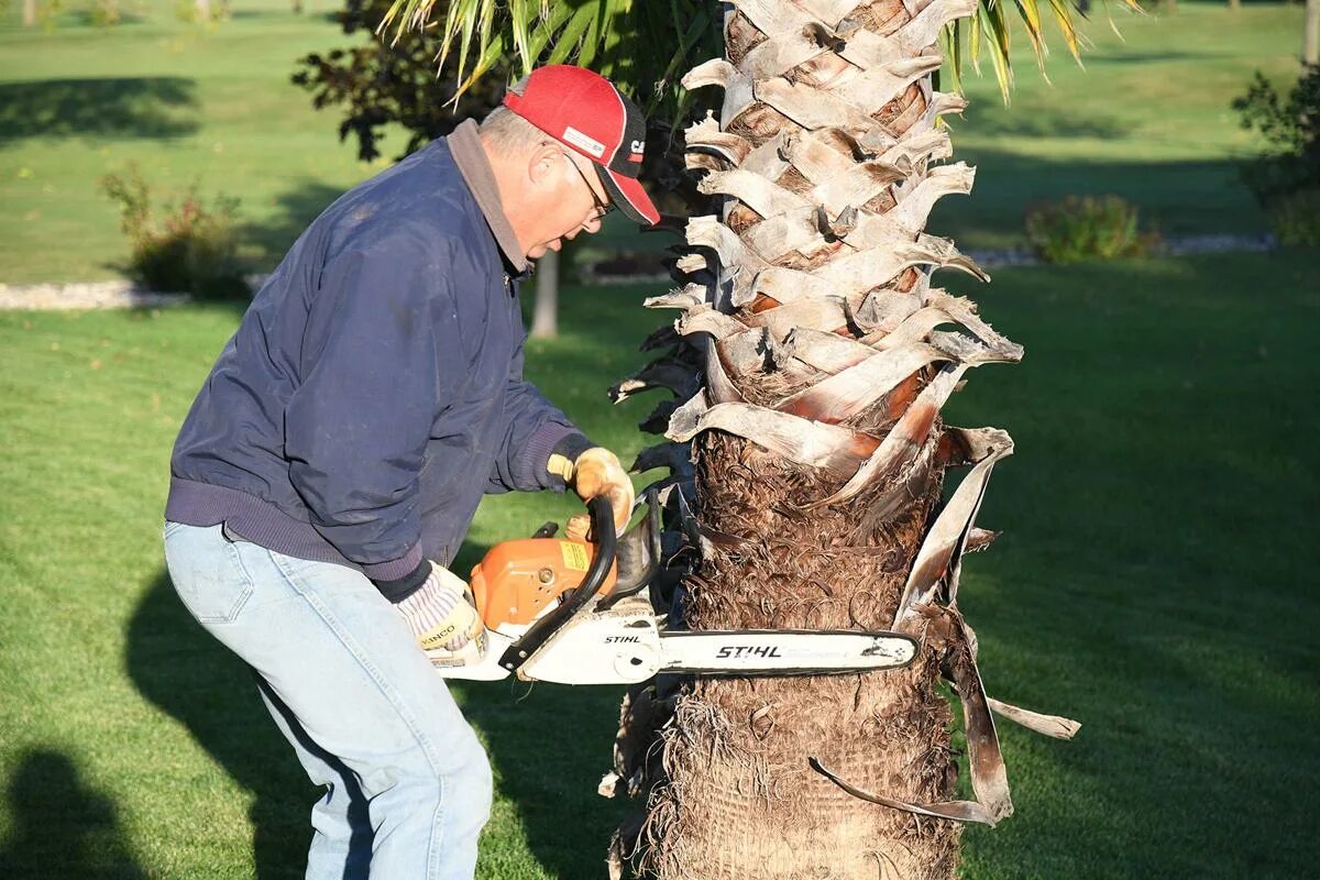 Cut down plant. Cut down Trees. Cutting down Trees. Tree was Cut down. To Cut down.