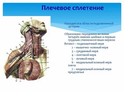 Сплетения анатомия
