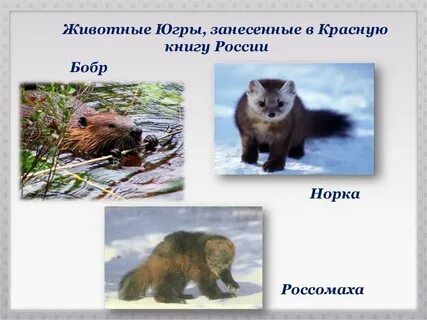 Книги хмао югре