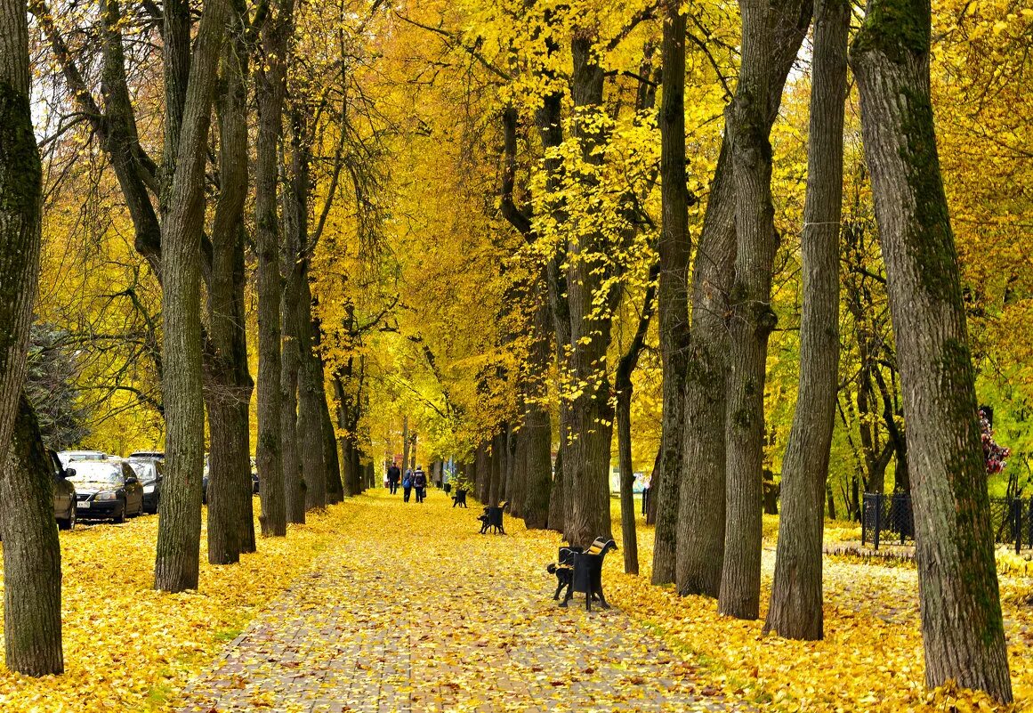 Липа винтер оранж. Сквер золотая аллея калуга. Осенняя листва в саду. Осень. Березка с кленовыми листьями.