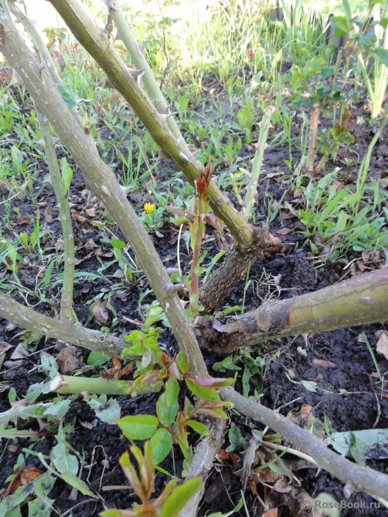 Строение куста черной смородины схема. Основание куста. Строение куста смородины схема. Основание куста. Основание куста.