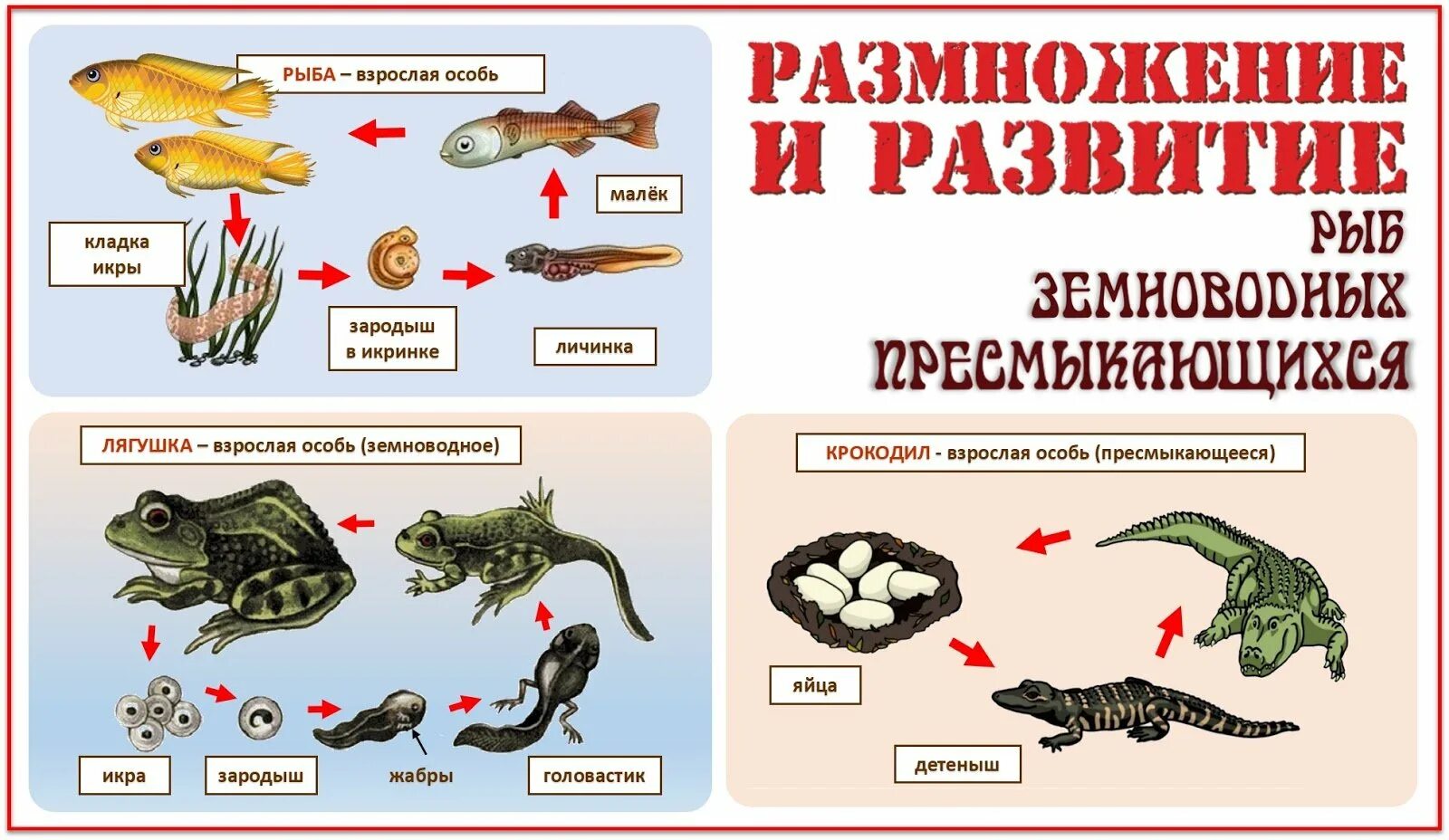 Цикл развития рыб. Цикл развития пресмыкающихся схема. Стадии размножения и развития животных. Схема размножения рыб и земноводных.