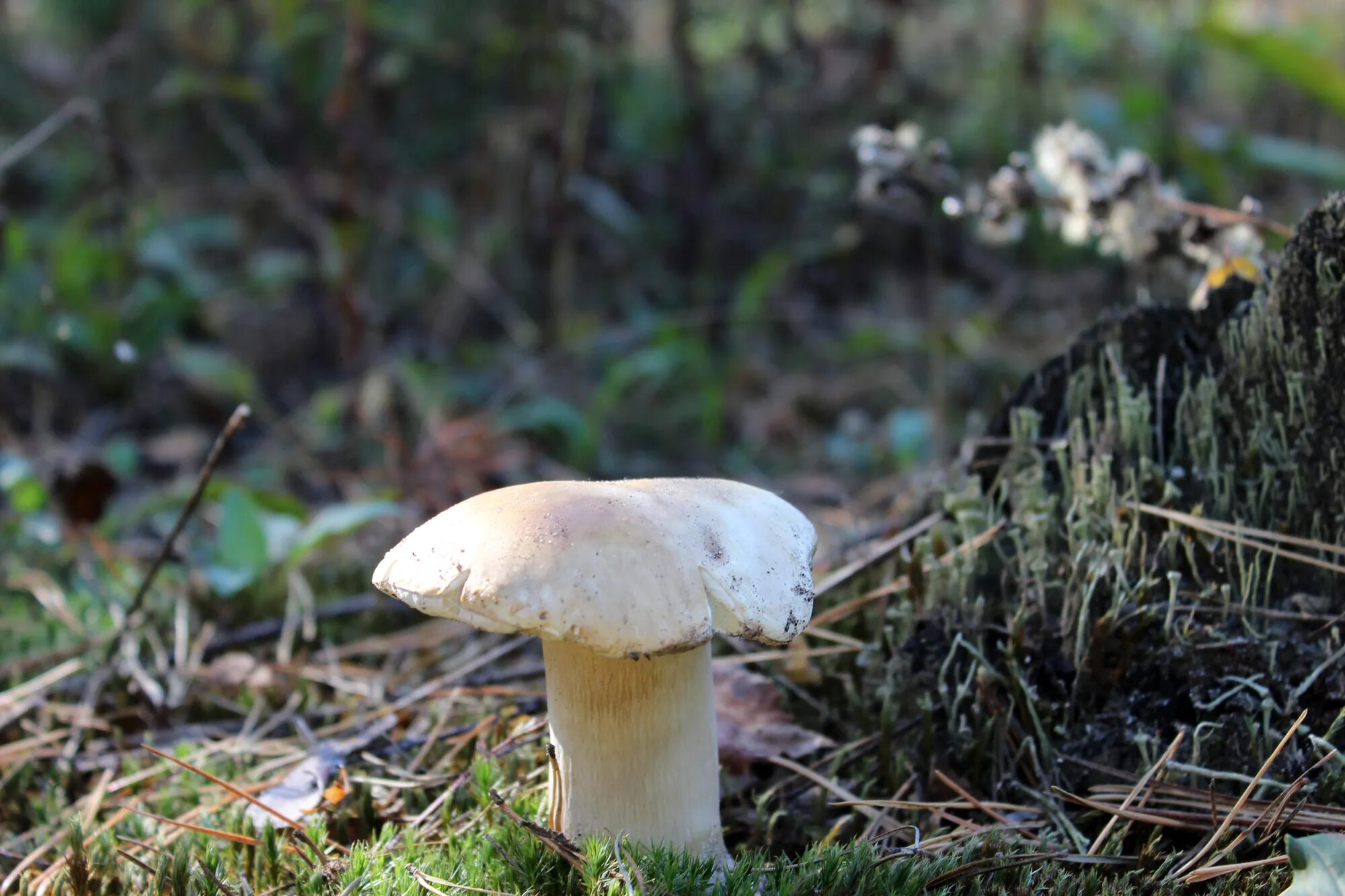 Как выглядят полубелые грибы BOLETUS BARROWSII the WHITE KING YouTube