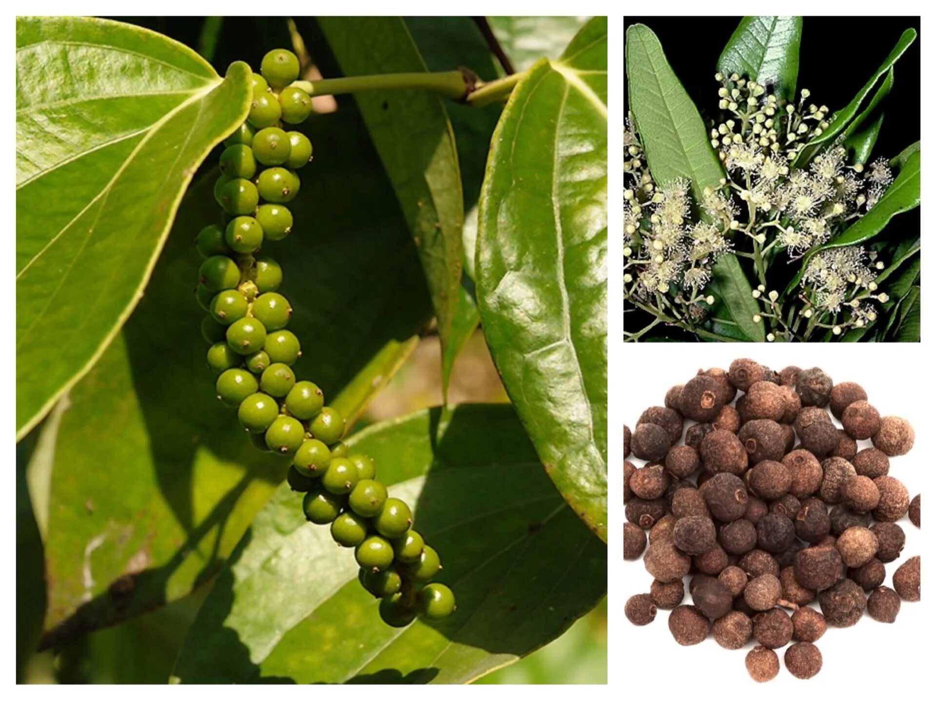 Как растет черный перец горошек. Plant leaves, Garden, Leaves