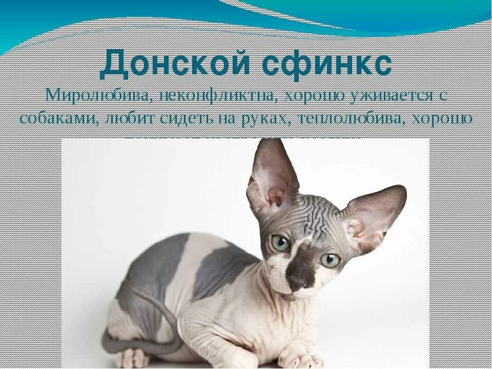 Донской сфинкс характер. Рассказ про сфинкса кошку. Порода донской сфинкс браш. Особенности содержания сфинкса. Донской сфинкс стандарт породы.