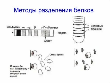 Отделенный белок