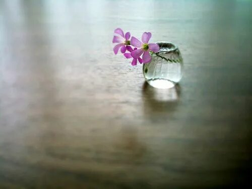 Tiny flower. Tiny flower