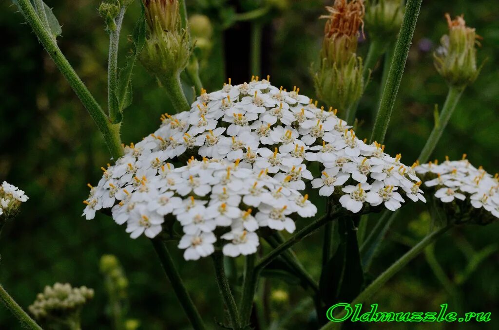 тысячелистник обыкновенный стебель. тысячелистник обыкновенный. тысячелистник бутоны. тысячелистник обыкновенный сорняк. тысячелистник луговой.