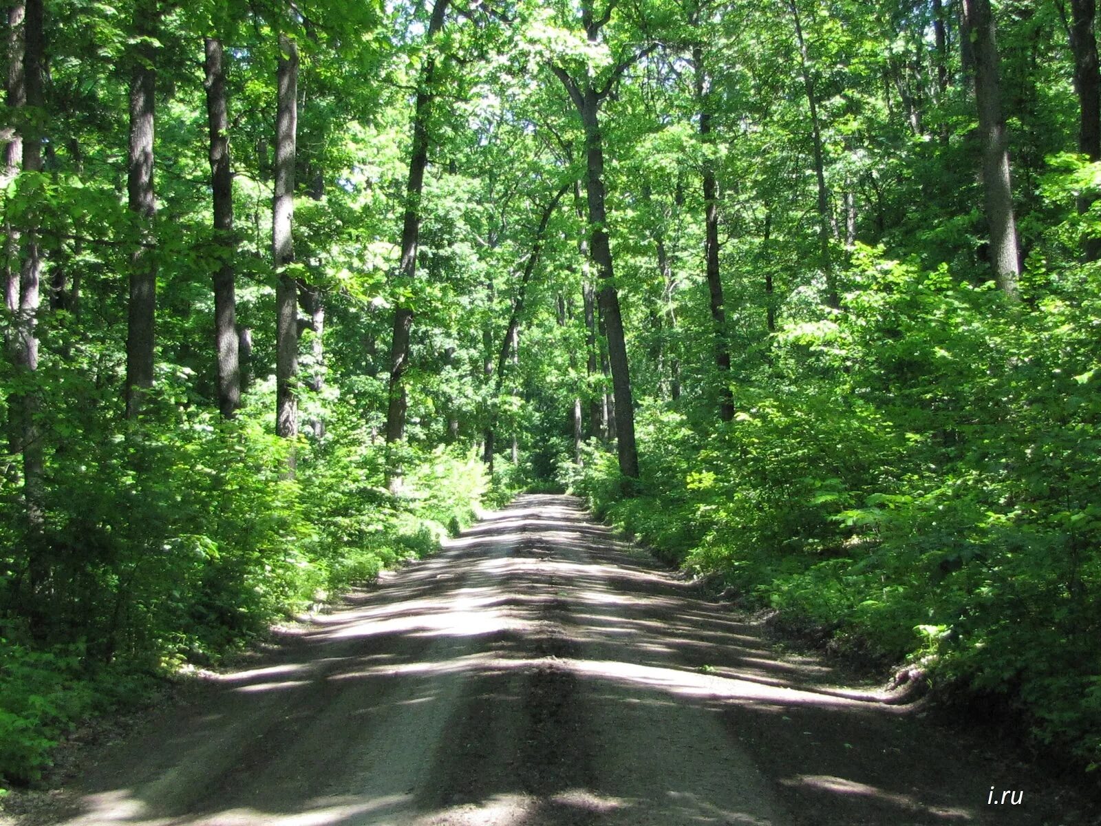 Покрышка шипованная 255x80. Шипов оф. Шипов лес воронежской области. Новая шипованная резина. Шипова дубрава воронежская область.