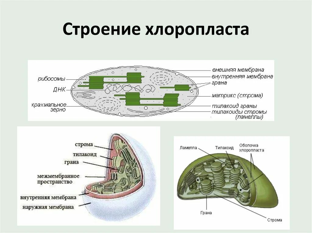 Понятие хлоропласт. Схема внутреннего строения хлоропласта. Строение тилакоиды хлоропластов. Строение внутренней структуры хлоропластов. Строение хлоропласта 6 класс биология.