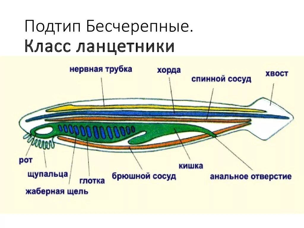 Схема строения ланцетника. Схема внутреннего строения ланцетника. Общая схема ланцетника схема строения. Бесчерепные строение. Цевка хордовые