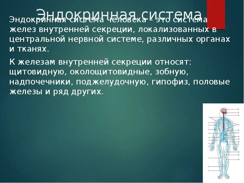 Устойчивость основных физиологических функций организма. Морфологические особенности нервной системы. анатомо-физиологическую характеристику нервной системы человека. к центральной нервной системе относят. морфологические функции организма.