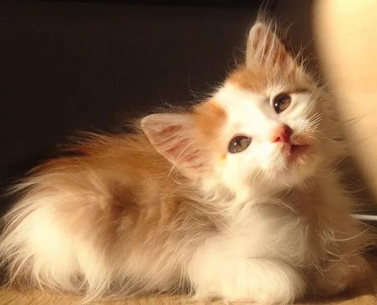 кот метис рыжий. котенок. сибирская кошка котята. котенок в бутово. питомник британских кошек в москве.