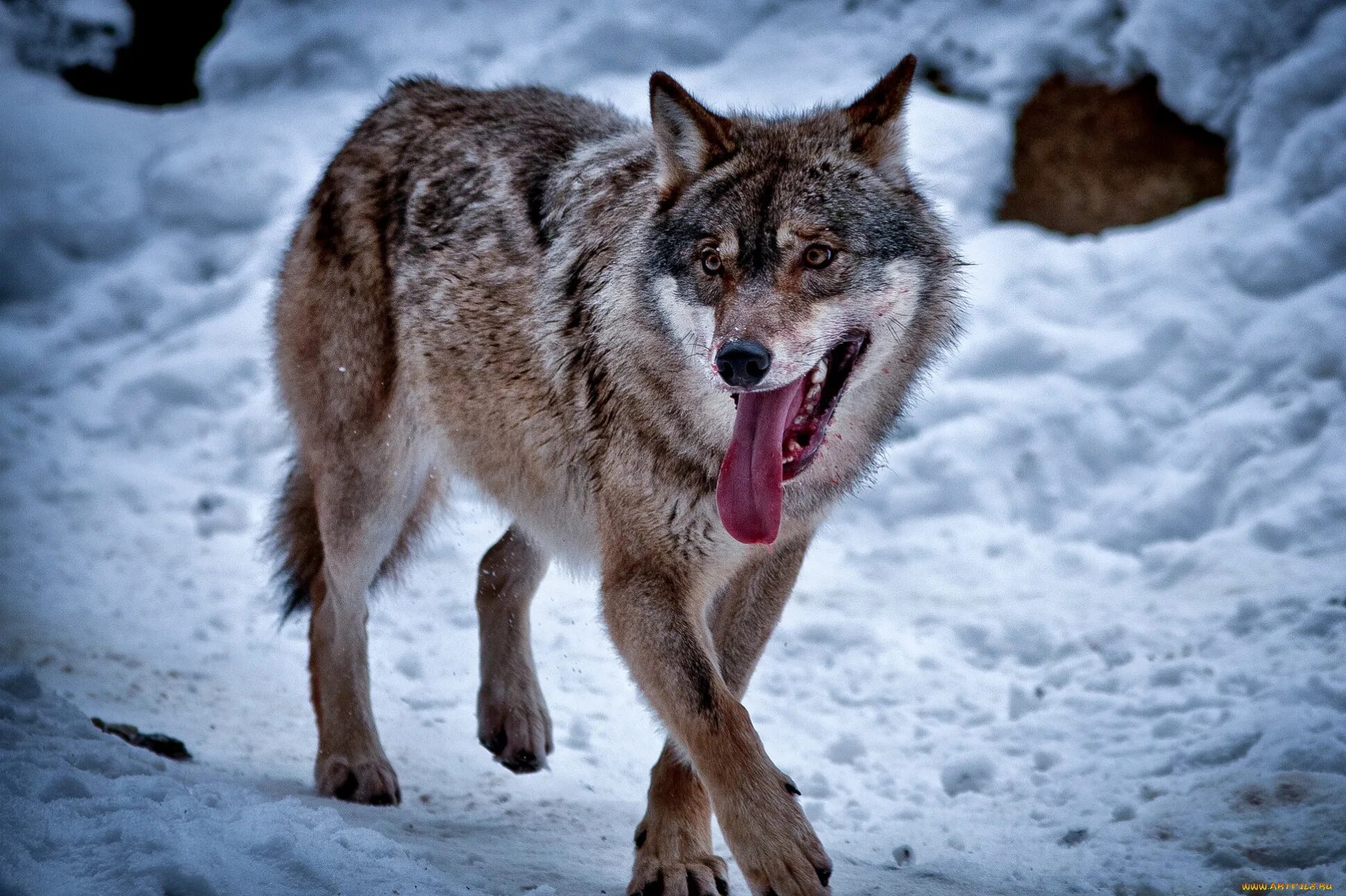 Макензийский Тундровый волк. Кавказский волк. Волкособ. Арлан волк.
