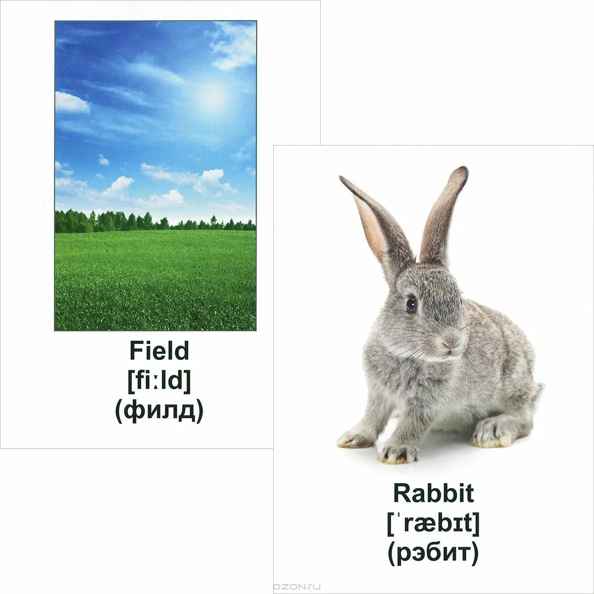 Как будет на английский ваш зайчик. Заяц по английскому. Кролик транскрипция. Заяц карточка на английском. Кролик по английскому.