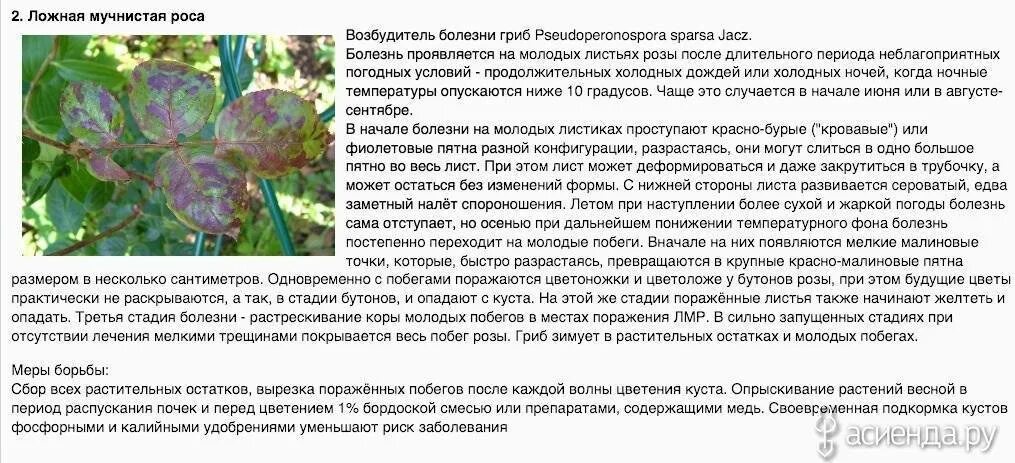 Фото и описание болезни. Ложная мучнистая роса мучнистая роса препараты. Симптомы мучнистой росы. Возбудитель ложной мучнистой росы. Мучнистая роса возбудитель заболевания.